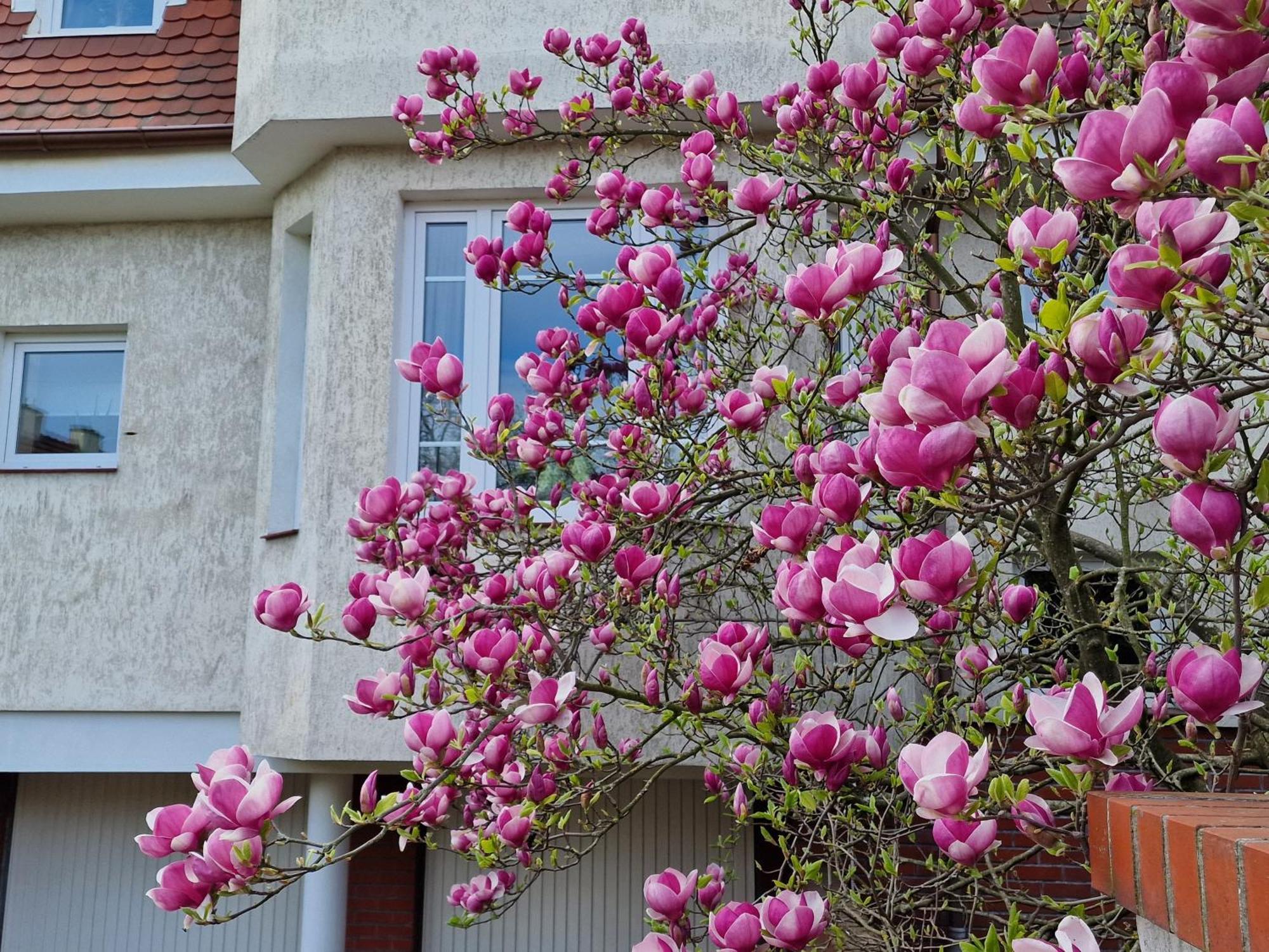 Apartament Magnolia Sopot Exterior photo